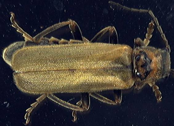 Cantharis rufa